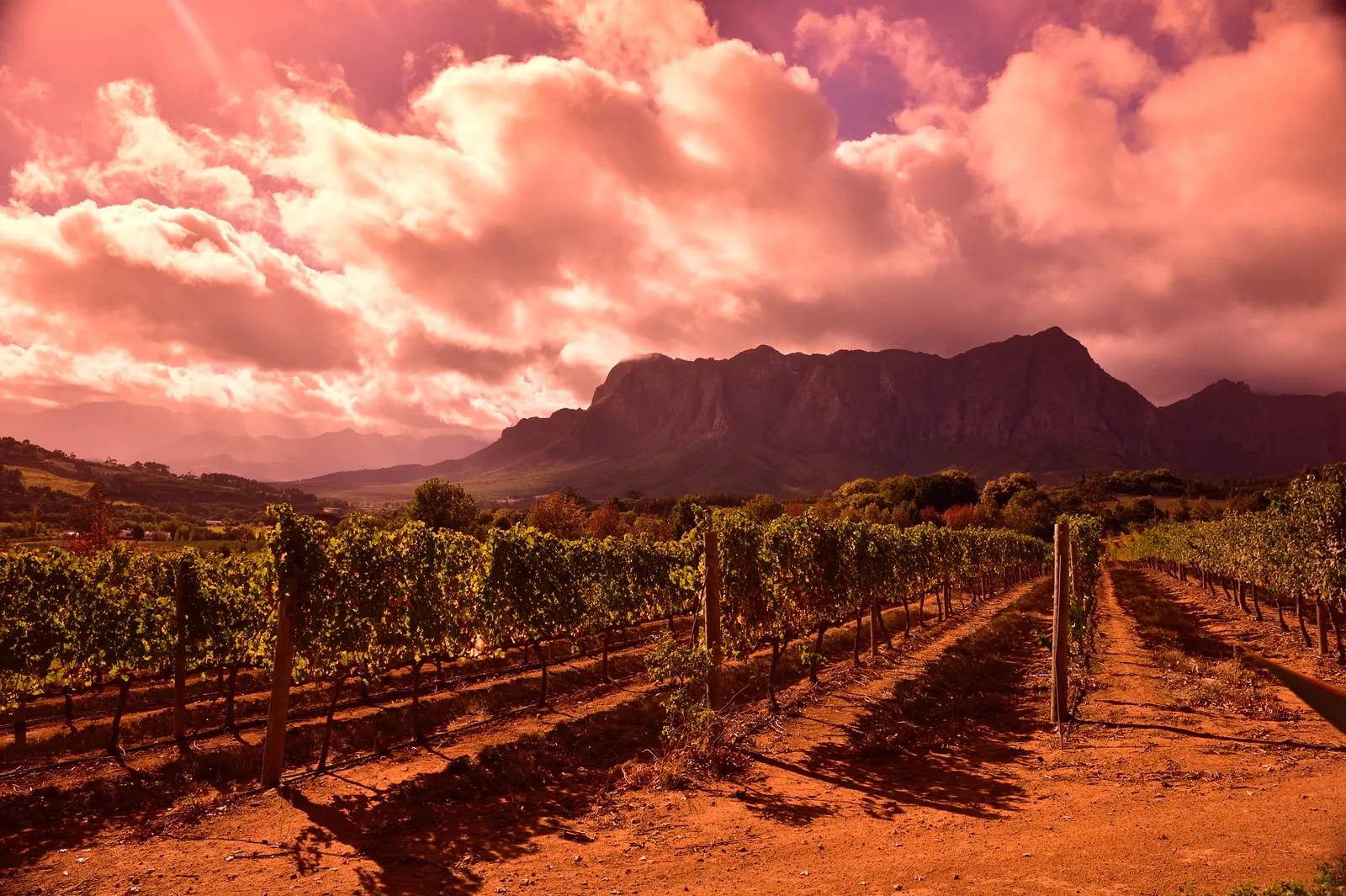 Who Owns the Cape? South African Wine's Black Founders and the Tariff That Rewrote the Map